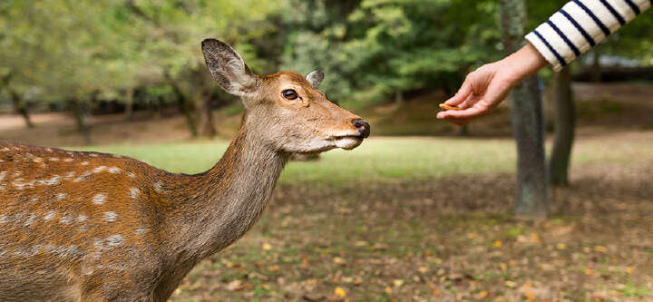 Wildtierfutter 1